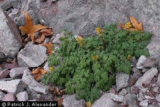 <i>Corydalis washingtoniana</i> Fedde