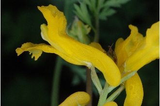 <i>Corydalis washingtoniana</i> Fedde