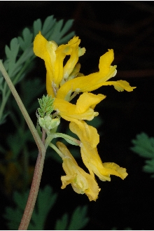 <i>Capnoides aureum</i> (Willd.) Kuntze