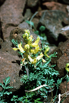 <i>Capnoides aureum</i> (Willd.) Kuntze