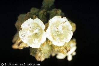 <i>Varronia bahamensis</i> (Urb.) Millsp.