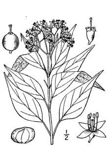 <i>Cornus sericea</i> L. var. interior (Rydb.) H. St. John