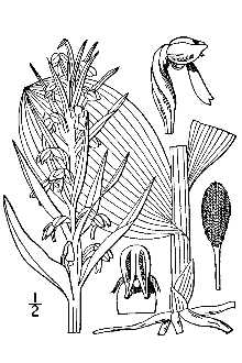 <i>Coeloglossum viride</i> (L.) Hartm. ssp. bracteatum (Muhl. ex Willd.) Hultén