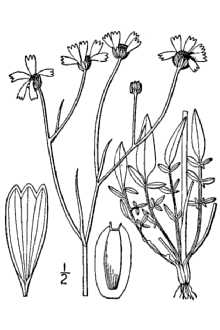 <i>Coreopsis cardaminefolia</i> (DC.) Torr. & A. Gray