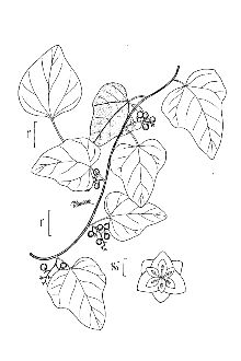 <i>Epibaterium carolinum</i> (L.) Britton