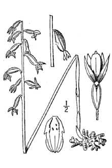 <i>Corallorrhiza trifida</i> Chatelain var. verna (Nutt.) Fernald, orth. var.