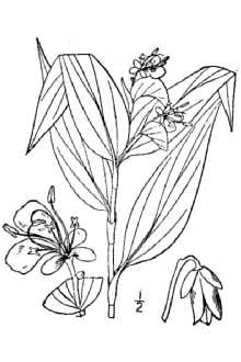 <i>Commelina communis</i> L. var. ludens (Miq.) C.B. Clarke