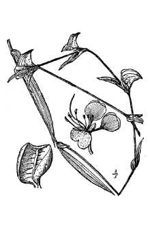 Whitemouth Dayflower