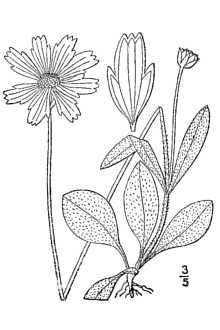 <i>Coreopsis lanceolata</i> L. var. villosa Michx.