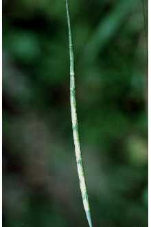 <i>Manisuris cylindrica</i> (Michx.) Kuntze