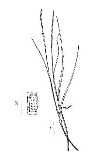 Cylinder Jointtail Grass