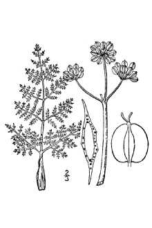 <i>Lomatium foeniculaceum</i> (Nutt.) J.M. Coult. & Rose var. daucifolium (Torr. & A. Gray) Cr