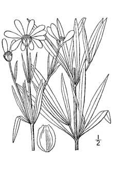 <i>Coreopsis major</i> Walter var. linearis Small