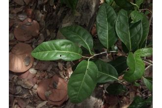 <i>Coccoloba floridana</i> Meissn.