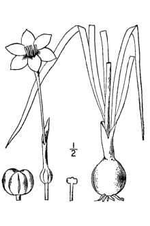 <i>Zephyranthes brazosensis</i> (Herb.) Traub
