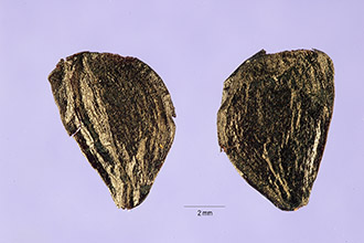 <i>Zephyranthes brazosensis</i> (Herb.) Traub