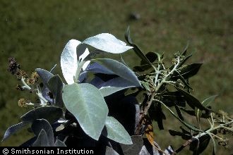 <i>Conocarpus erectus</i> L. var. sericeus Fors ex DC.