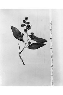 <i>Conocarpus erectus</i> L. var. sericeus Fors ex DC.