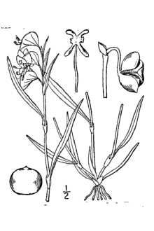 Whitemouth Dayflower