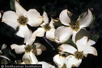 <i>Benthamidia florida</i> (L.) Spach