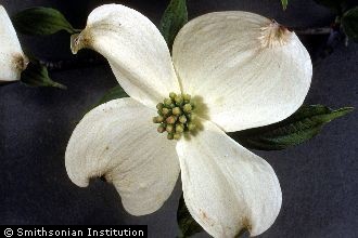 <i>Benthamidia florida</i> (L.) Spach