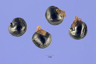 <i>Capnoides flavulum</i> (Raf.) Kuntze