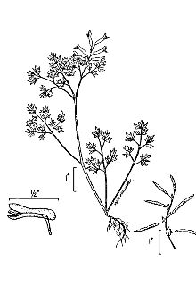 <i>Capnoides flavulum</i> (Raf.) Kuntze