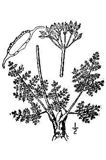 <i>Cogswellia villosa</i> (Raf.) Schult.