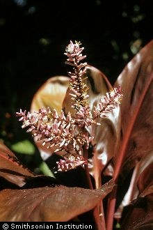 <i>Convallaria fruticosa</i> L.