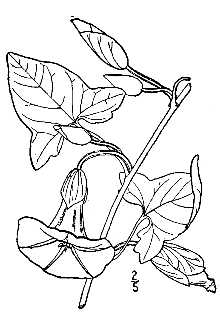 <i>Convolvulus sepium</i> L. var. fraterniflorus Mack. & Bush
