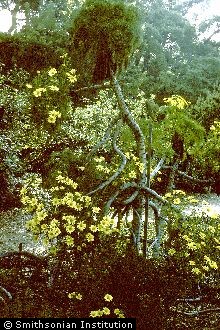 <i>Tuckermannia gigantea</i> (Kellogg) M.E. Jones