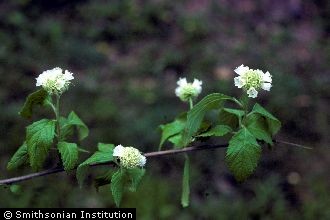<i>Cordia bullata</i> (L.) Roem. & Schult. ssp. humilis (Jacq.) Gaviria