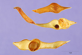 <i>Coursetia microphylla</i> A. Gray