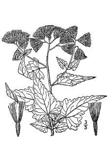 <i>Coleosanthus grandiflorus</i> (Hook.) Kuntze