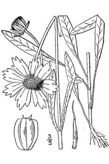 <i>Coreopsis lanceolata</i> L. var. villosa Michx.