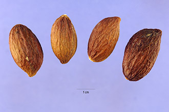 Karaka Nut