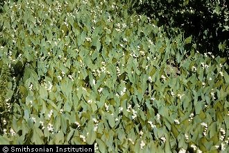 <i>Convallaria majalis</i> L. var. montana (Raf.) H.E. Ahles
