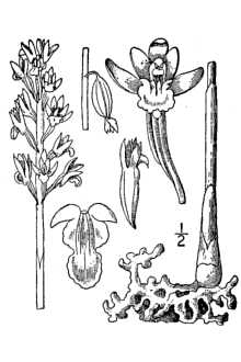 <i>Corallorrhiza maculata</i> (Raf.) Raf., orth. var.