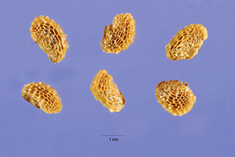 <i>Chloropyron maritimum</i> (Nutt. ex Benth.) A. Heller