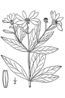<i>Coreopsis major</i> Walter var. rigida (Nutt.) Boynt.