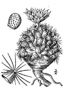 <i>Coryphantha missouriensis</i> (Sweet) Britton & Rose var. robustior (Engelm.) L.D. Benson