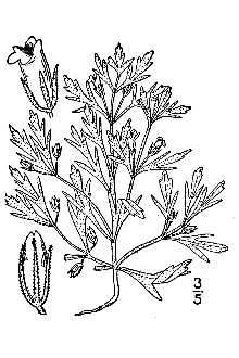 <i>Conobea multifida</i> (Michx.) Benth.