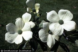 <i>Benthamidia nuttallii</i> (Audubon) Moldenke