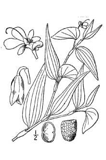 <i>Commelina nudiflora</i> L.