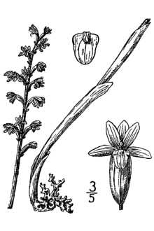 <i>Corallorrhiza striata</i> Lindl. var. flavida Todsen & Todsen, orth. var.