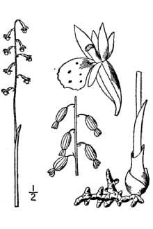 <i>Corallorrhiza odontorhiza</i> (Willd.) Poir., orth. var.