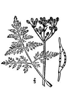 <i>Cogswellia orientalis</i> (J.M. Coult. & Rose) M.E. Jones