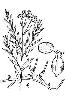 <i>Comandra umbellata</i> (L.) Nutt. var. pallida (A. DC.) M.E. Jones