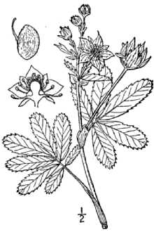<i>Potentilla palustris</i> (L.) Scop. var. parvifolia (Raf.) Fernald & Long