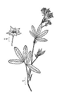 <i>Potentilla palustris</i> (L.) Scop. var. villosa (Pers.) Lehm.